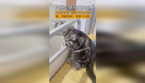 吃瓜少女貓娛樂,揭秘娛樂圈幕后故事